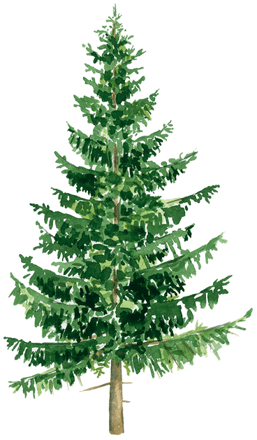 Kæmpegran © Kirsten Hjørne