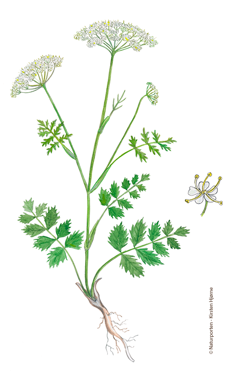 Almindelig pimpinelle © Naturporten - Kirsten Hjørne