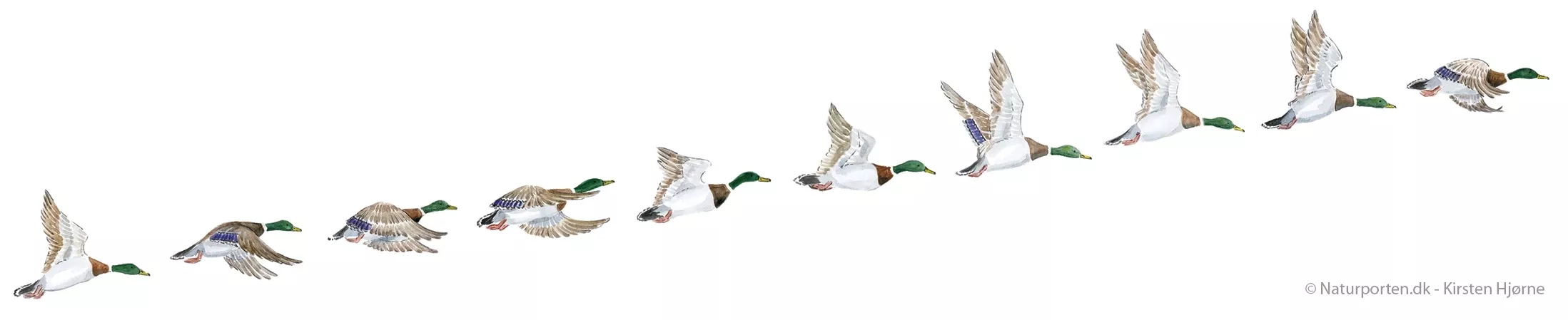 Gråand flyvende © Naturporten - Kirsten Hjørne