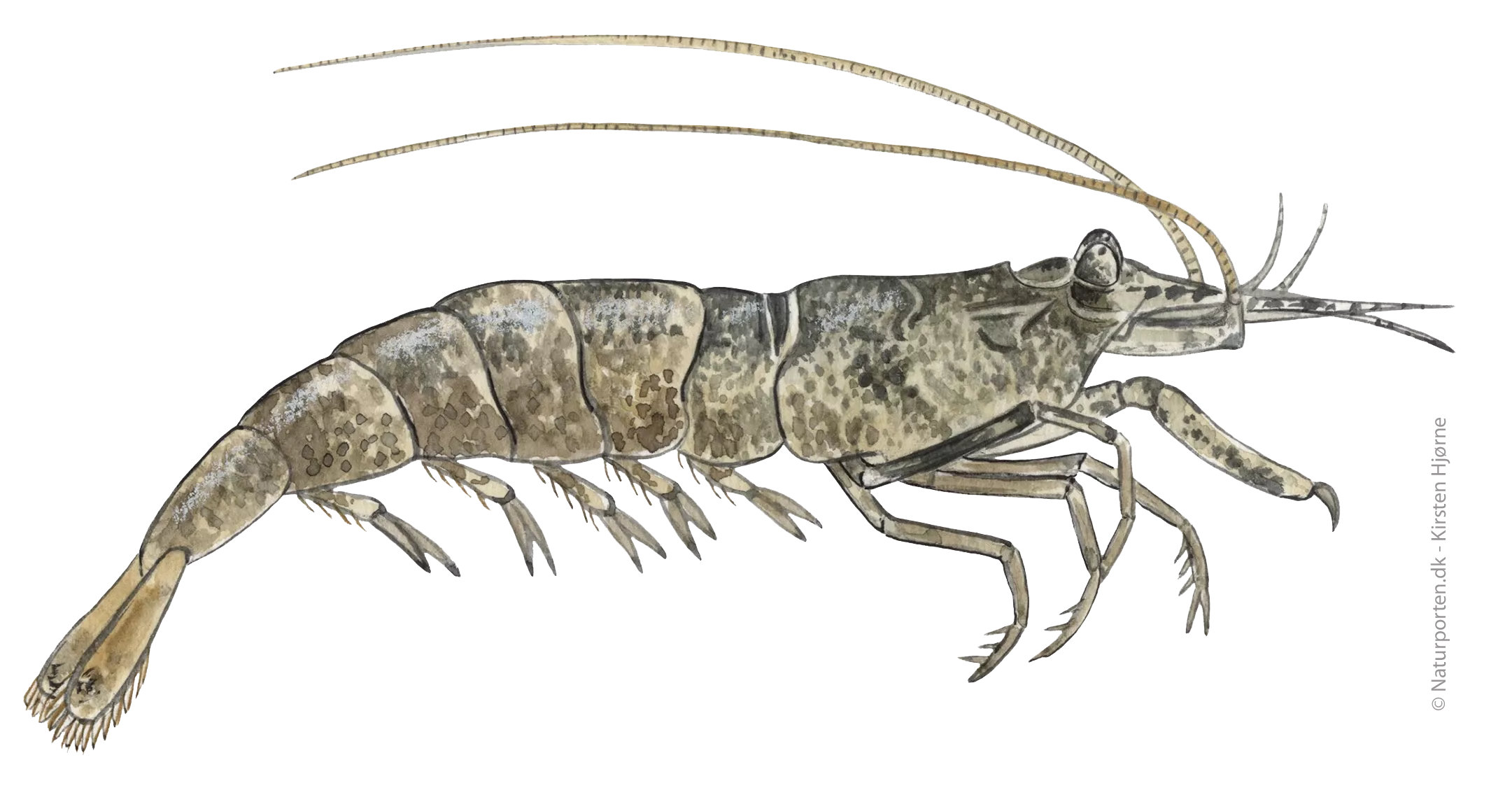 Herstereje © Naturporten - Kirsten Hjørne