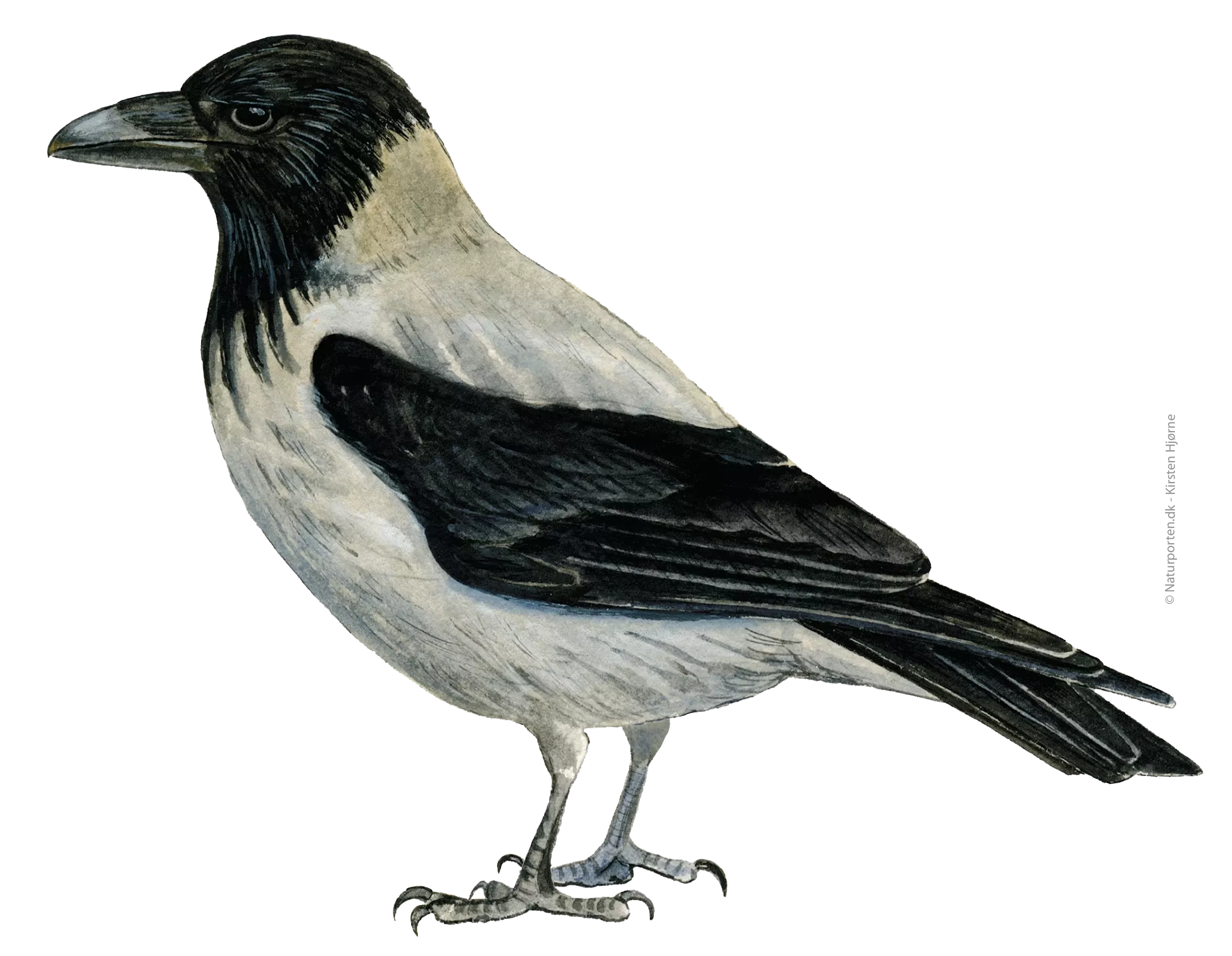 Gråkrage © Naturporten - Kirsten Hjørne