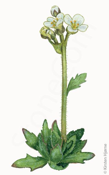 Sne-draba © Naturporten - Kirsten Hjørne