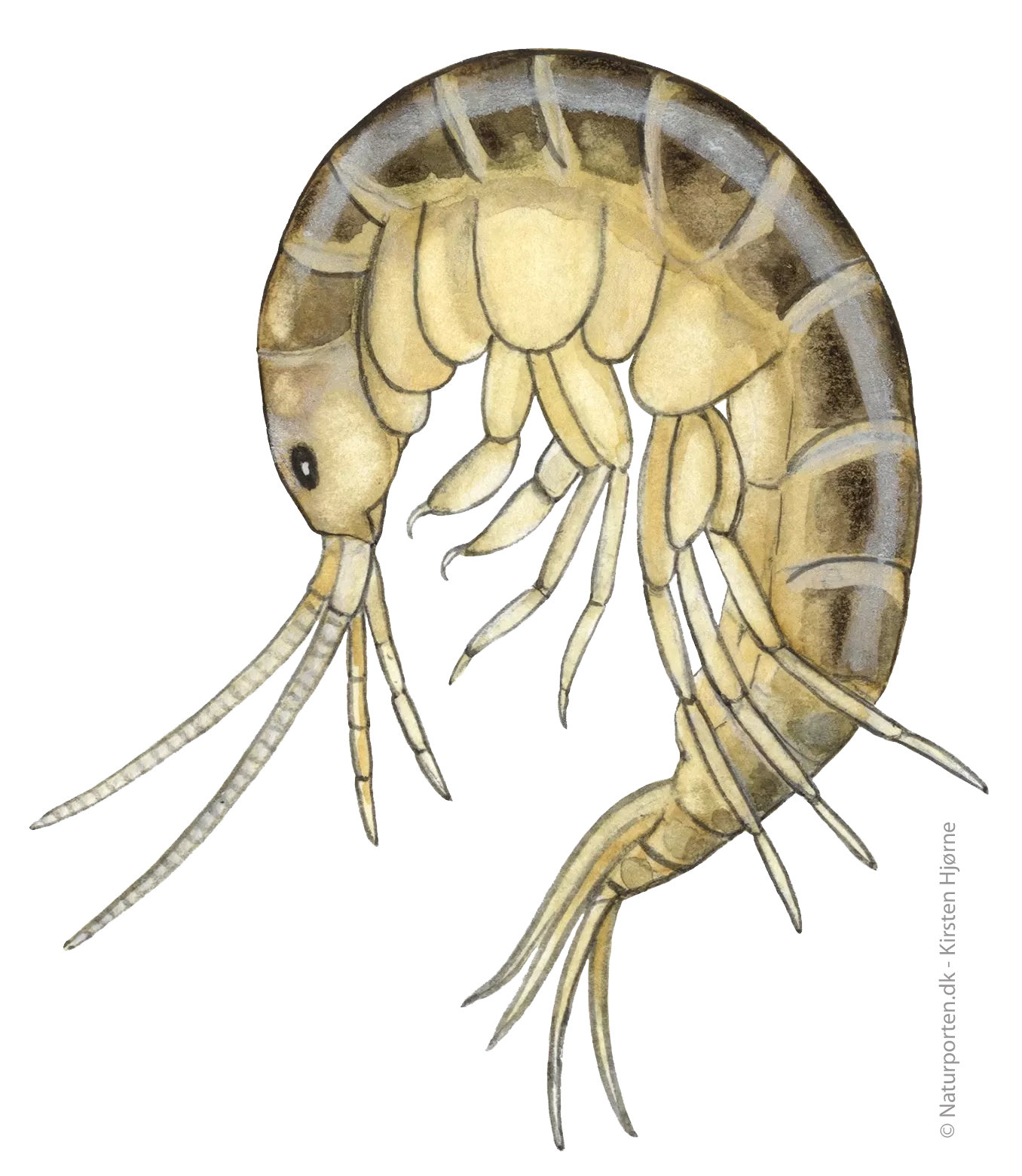 Ferskvandstangloppe © Naturporten - Kirsten Hjørne