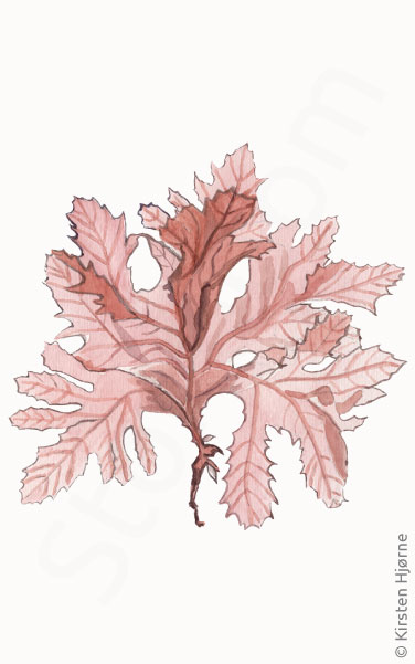 Bugtet ribbeblad © Naturporten - Kirsten Hjørne