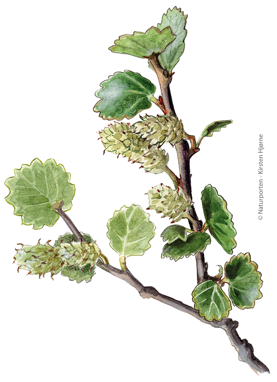 Dværg-birk © Naturporten - Kirsten Hjørne