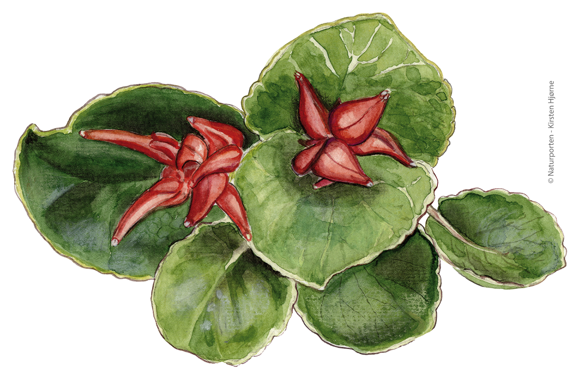 Dværg-pil © Naturporten - Kirsten Hjørne