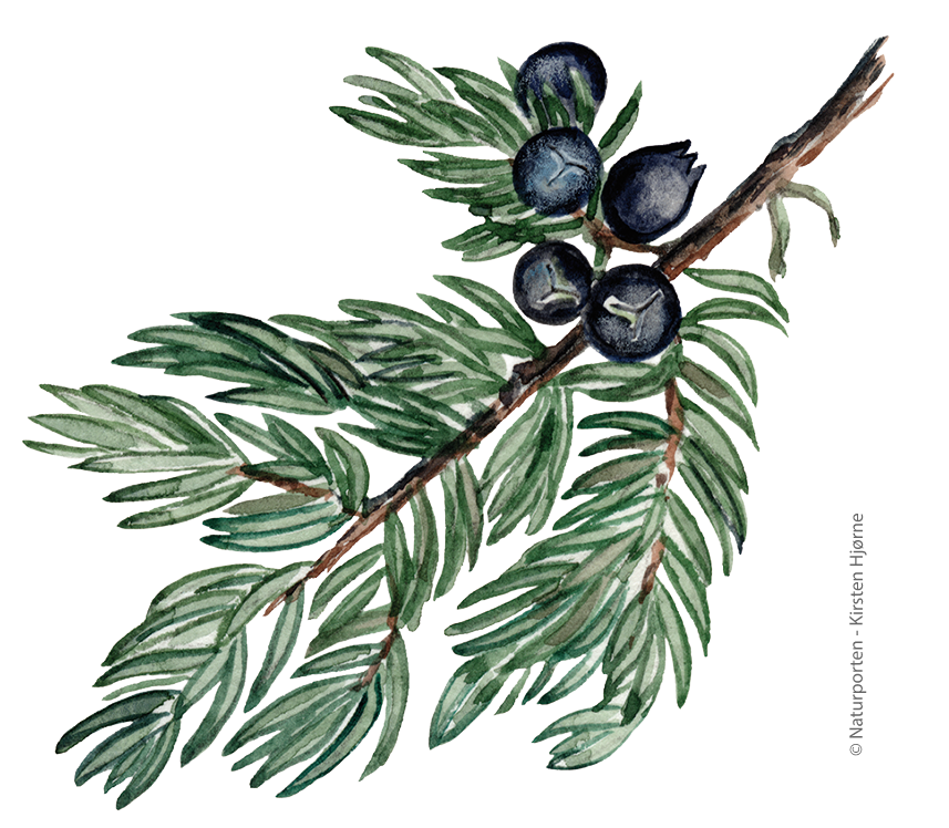 Fjeld-ene © Naturporten - Kirsten Hjørne