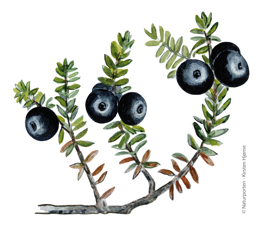 Fjeld-revling © Naturporten - Kirsten Hjørne