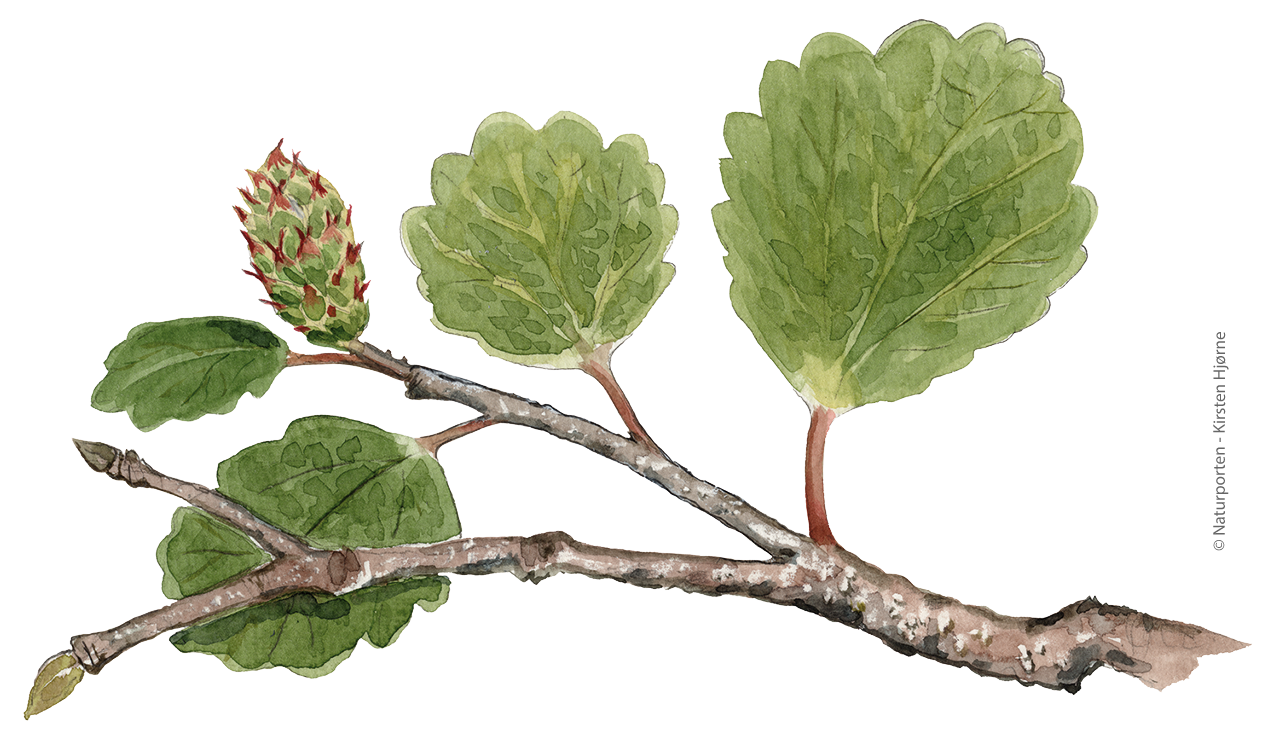 Kirtel-birk © Naturpæorten - Kirsten Hjørne