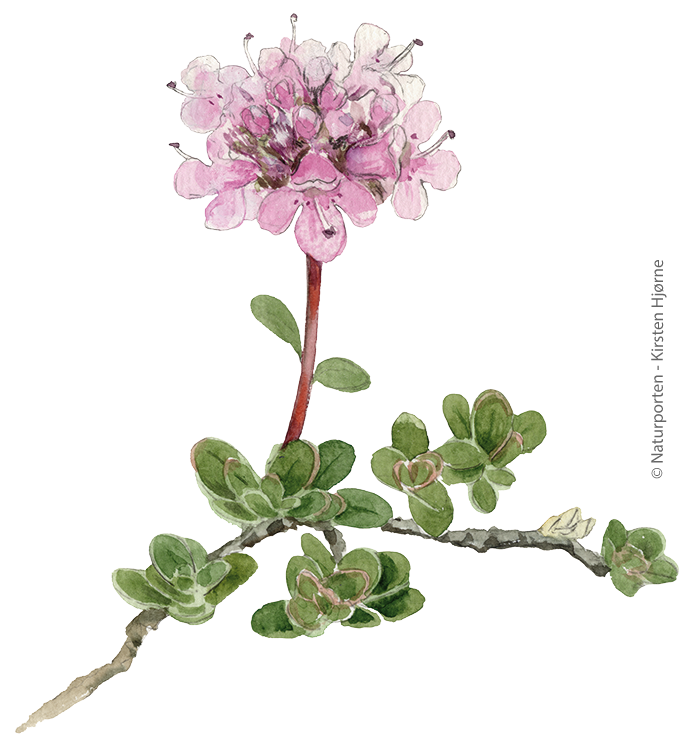 Skotsk timian © Naturporten - Kirsten Hjørne