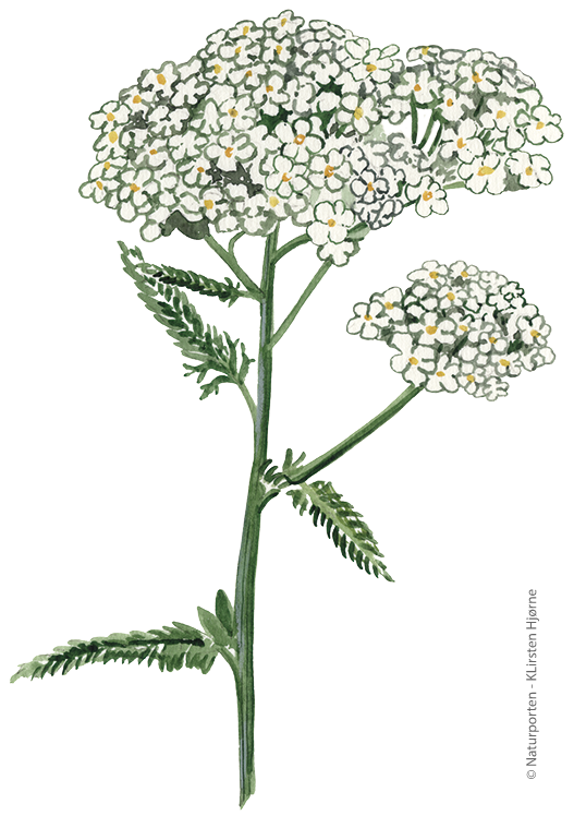 Almindelig røllike © Naturporten - Kirsten Hjørne
