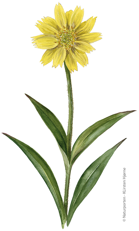 Arktisk guldblomme © Naturporten - Kirsten Hjørne