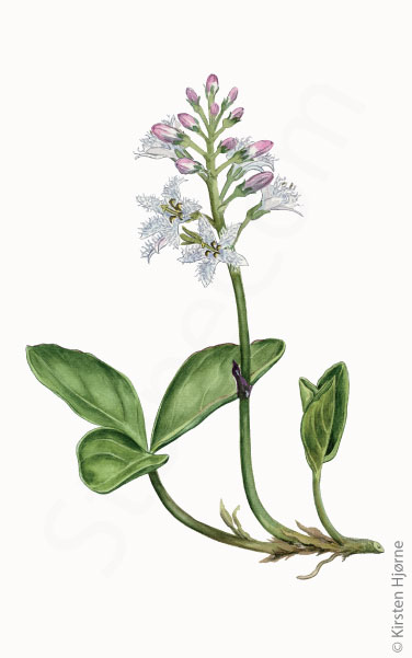 Bukkeblad © Naturporten - Kirsten Hjørne