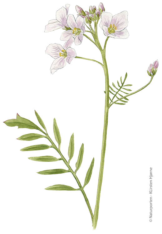 Engkarse © Naturporten - Kirsten Hjørne
