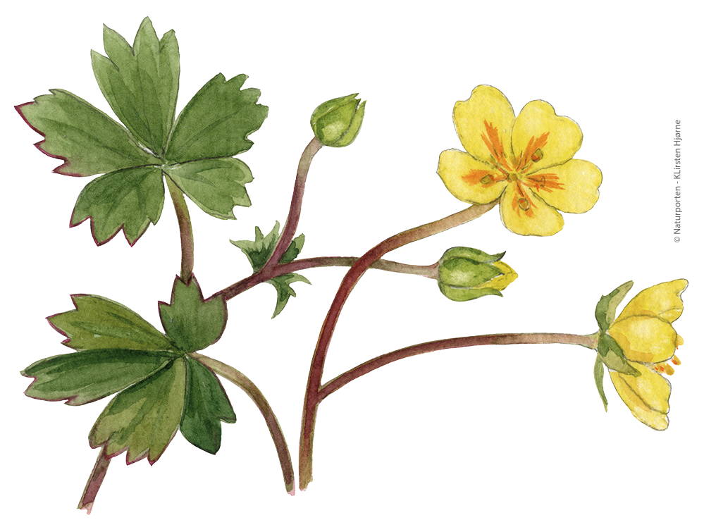 Guld-potentil © Naturporten - Kirsten Hjørne