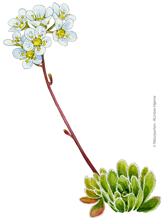 Klippe-stenbræk © Naturporten - Kirsten Hjørne