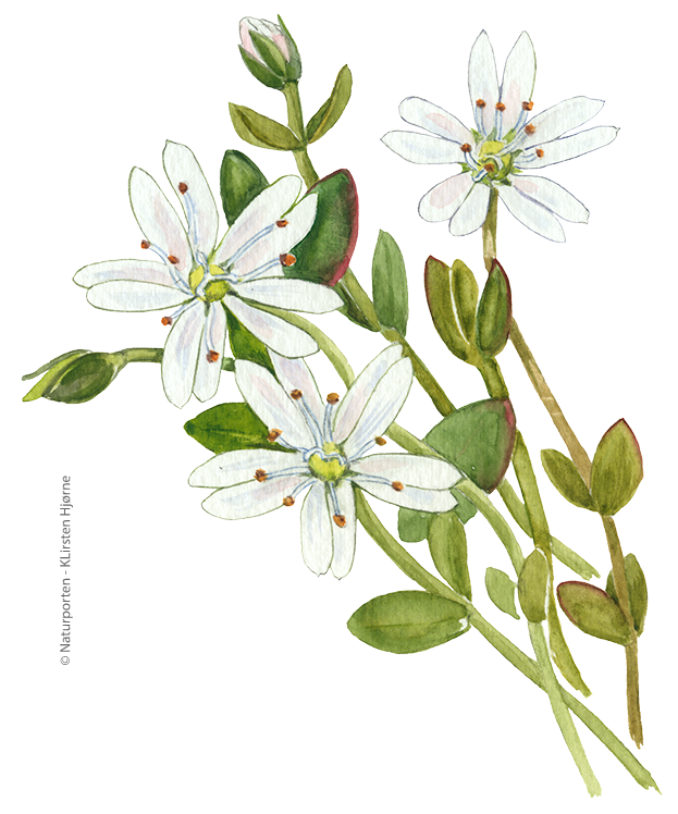 Ranke-fladstjerne © Naturporten - Kirsten Hjørne