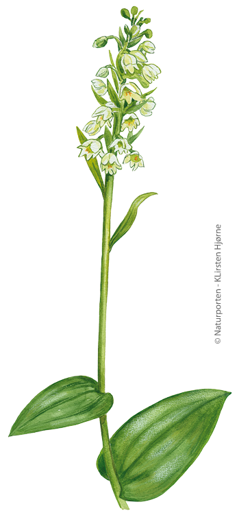 Satyrblomst © Naturporten - Kirsten Hjørne