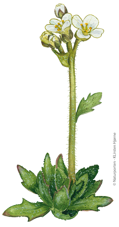 Sne-draba © Naturporten - Kirsten Hjørne