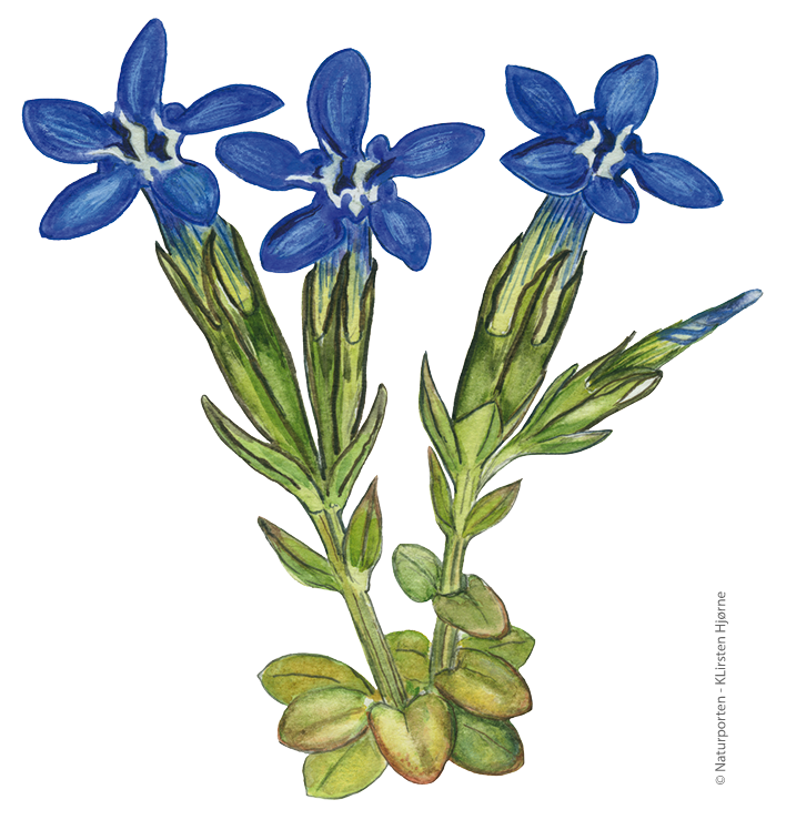 Sne-ensian © Naturporten - Kirsten Hjørne