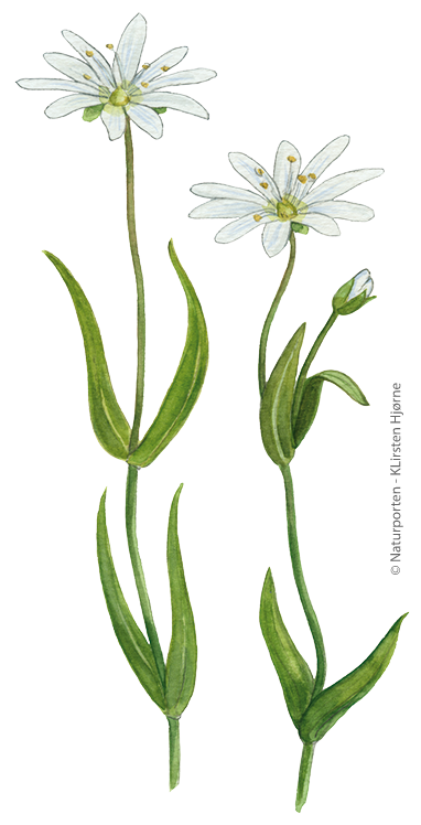 Stilk-fladstjene © Naturporten - Kirsten Hjørne