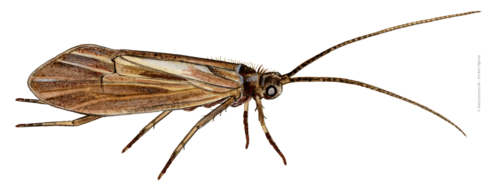 Å-vårflue © Kirsten Hjørne