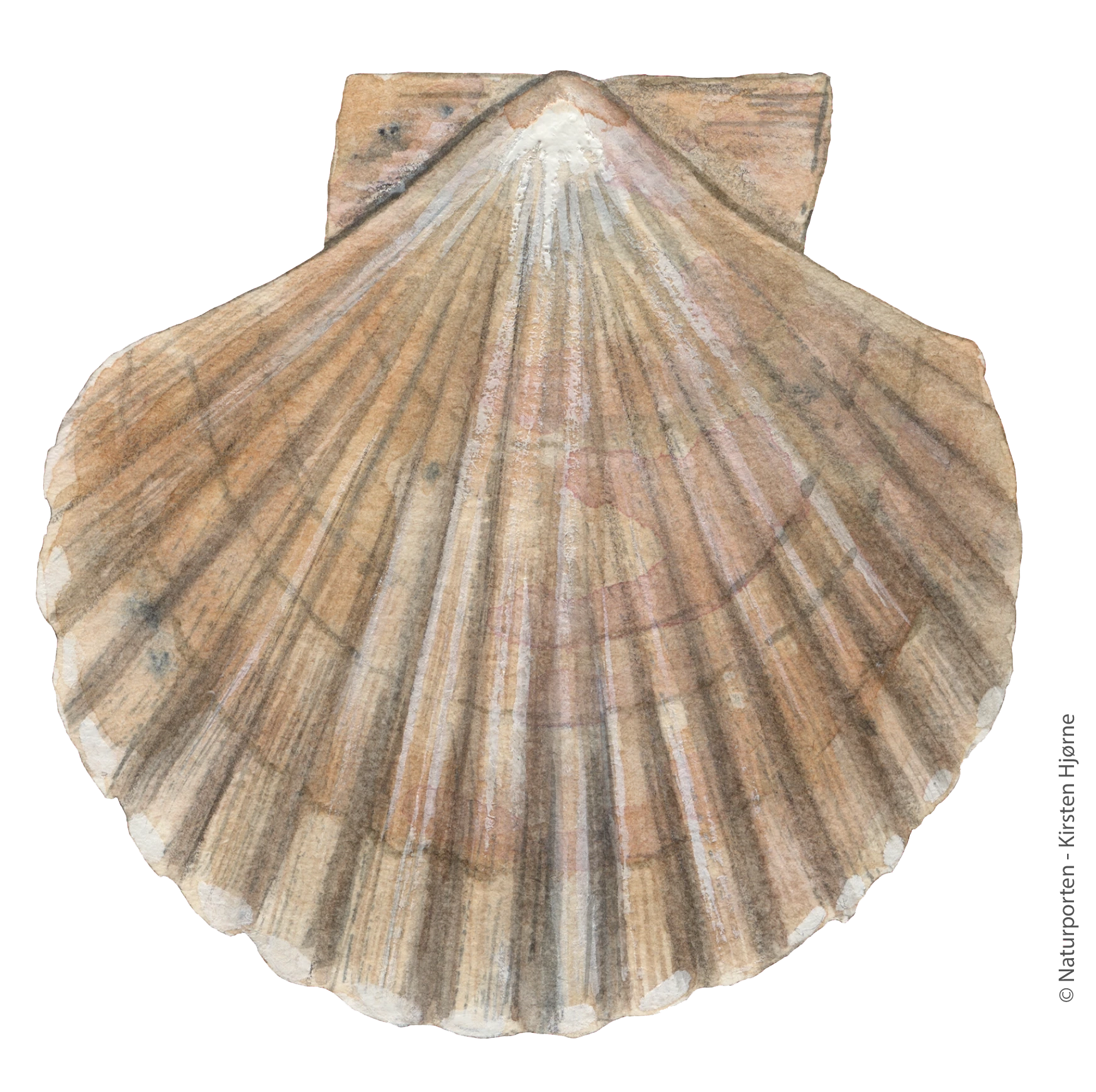 Kammusling © Naturporten - Kirsten Hjørne