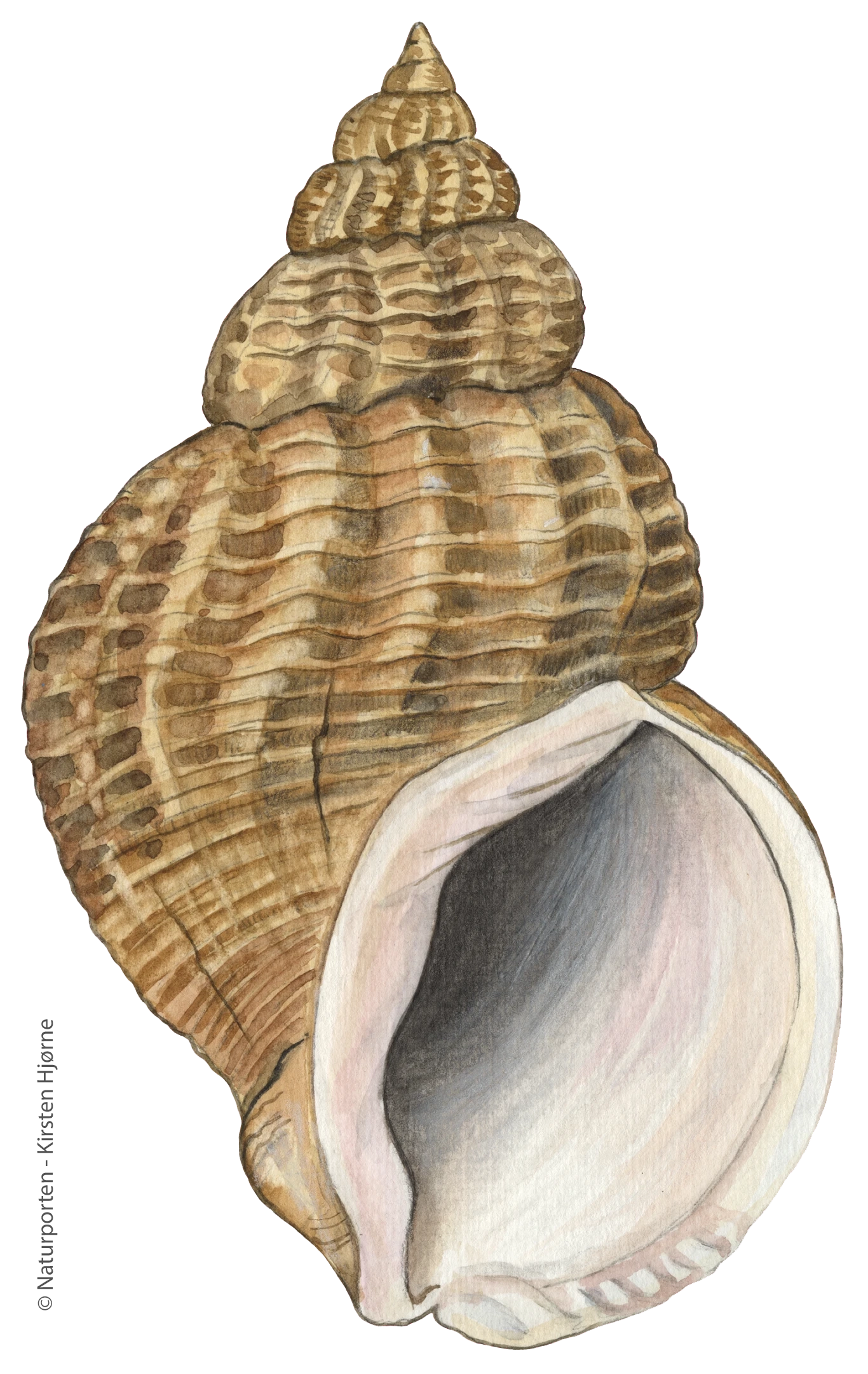 Almindelig konk © Naturporten - Kirsten Hjørne