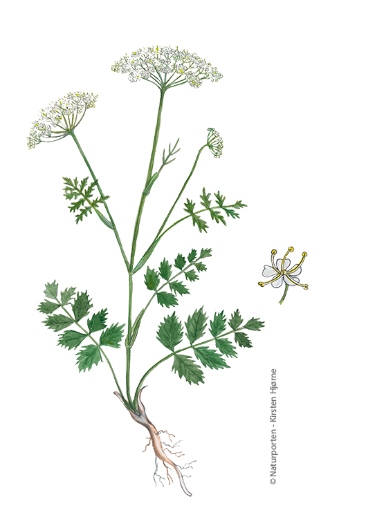 Almindelig pimpinelle © Naturporten - Kirsten Hjørne