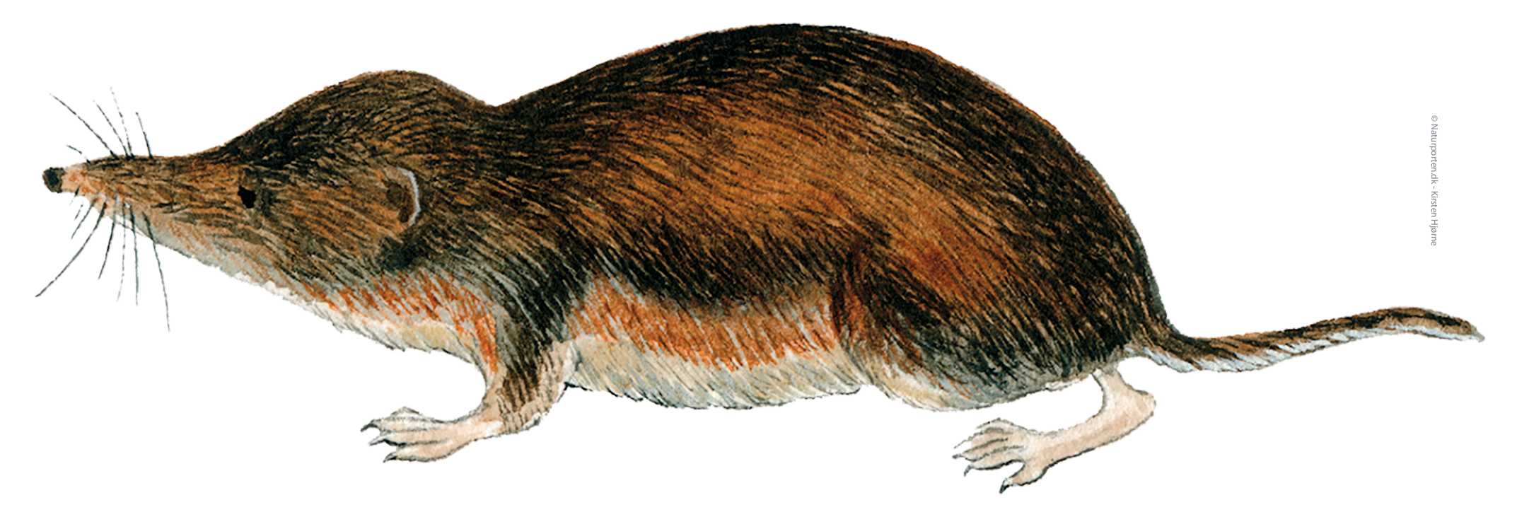 Almindelig spidsmus © Naturporten - Kirsten Hjørne