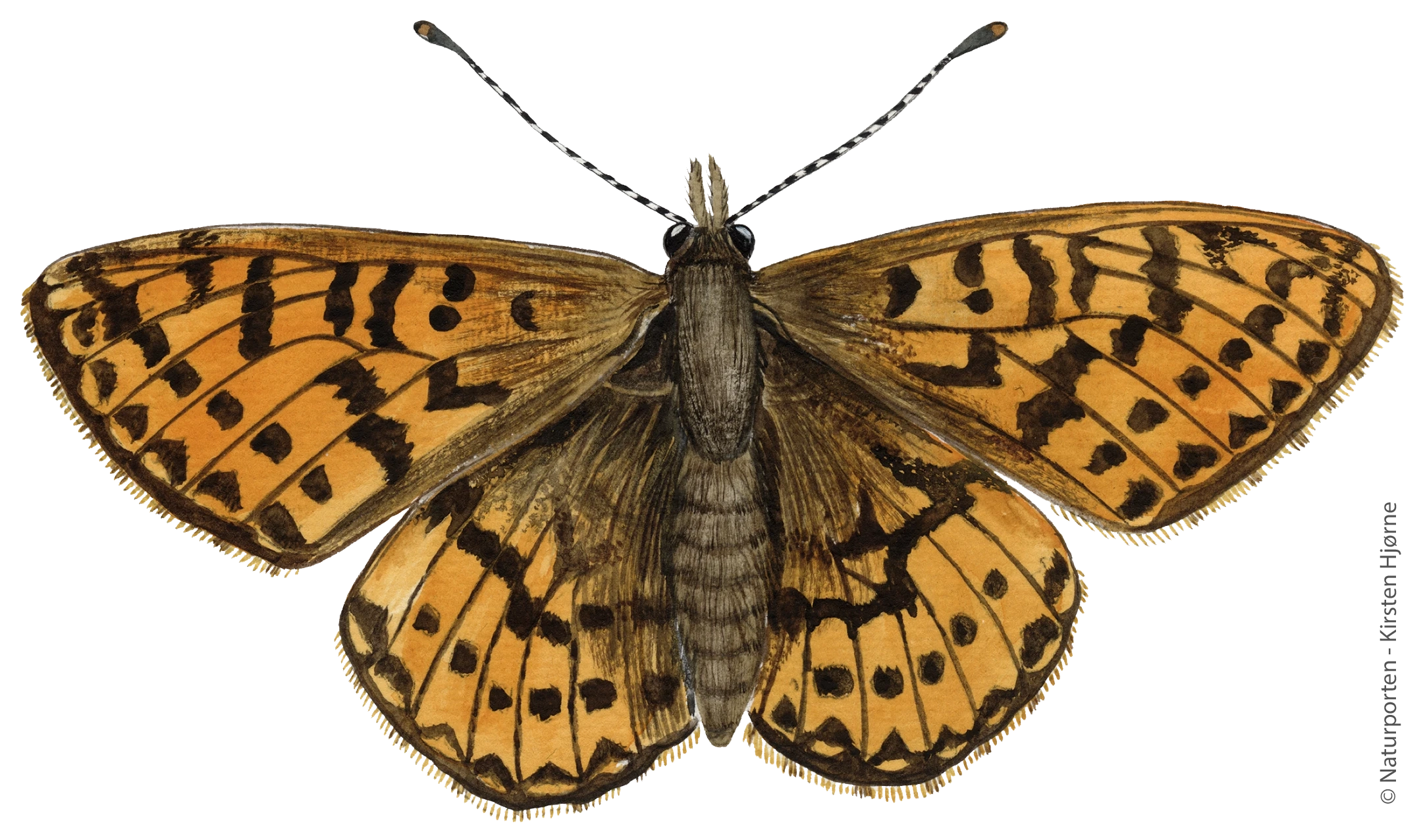 Arktisk perlemorfugl © Naturporten.dk - Kirsten Hjørne