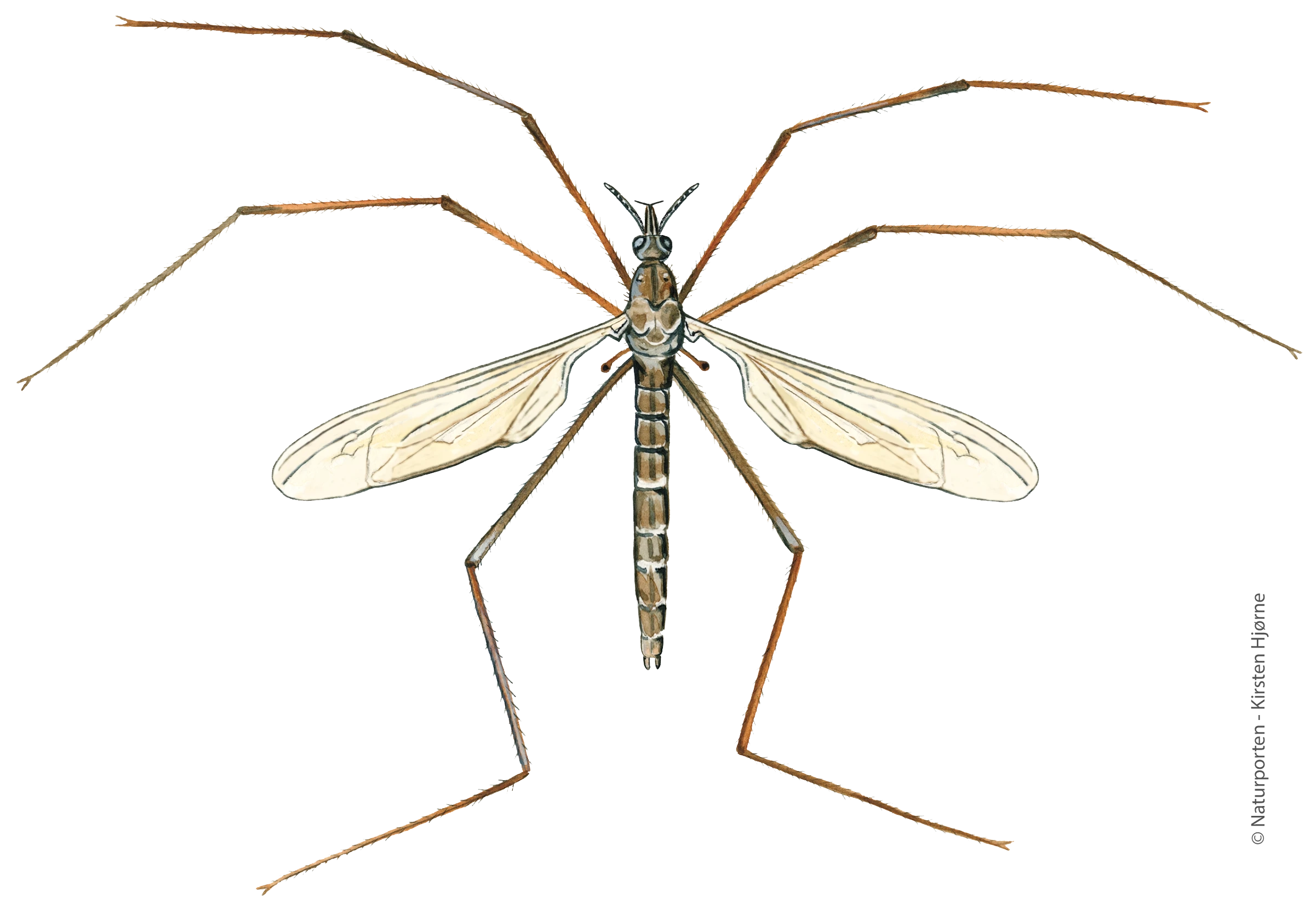 Arktisk stankelben © Naturporten - Kirsten Hjørne