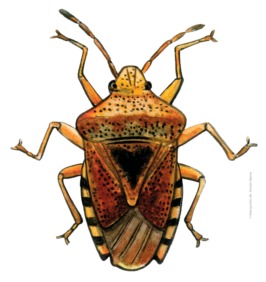 Birketæge © Naturporten - Kirsten Hjørne