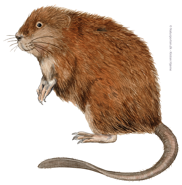 Bisamrotte © Naturporten - Kirsten Hjørne