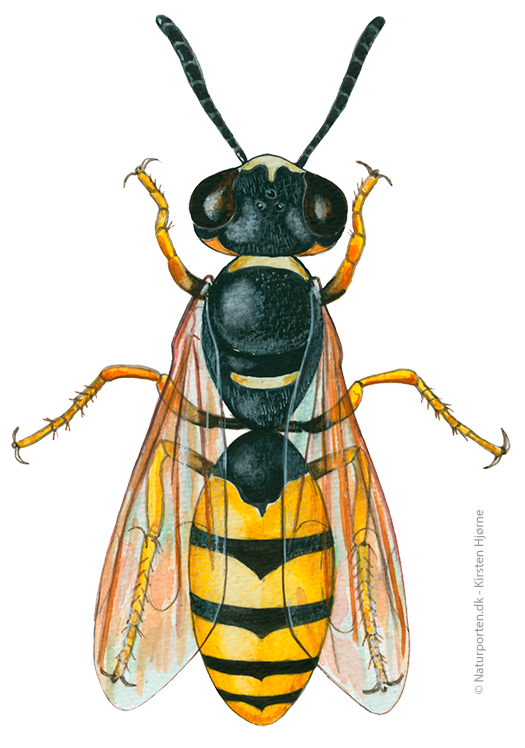 Biulv © Naturporten - Kirsten Hjørne