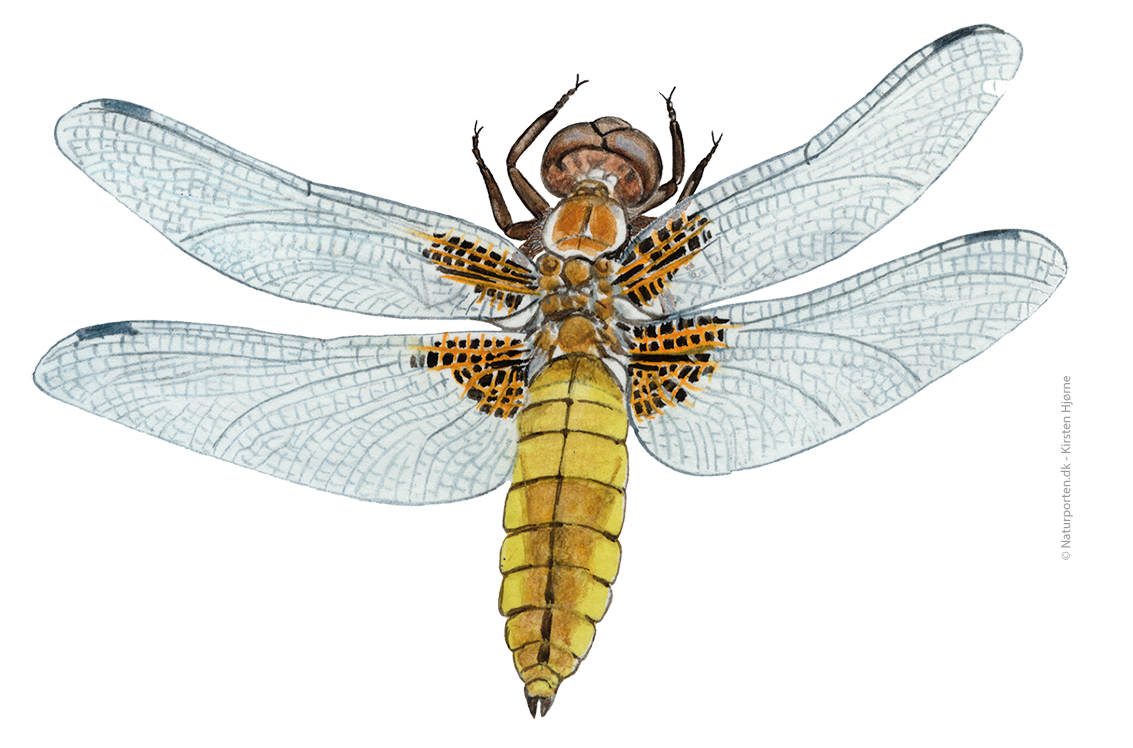 Blå libel hun © Naturporten - Kirsten Hjørne