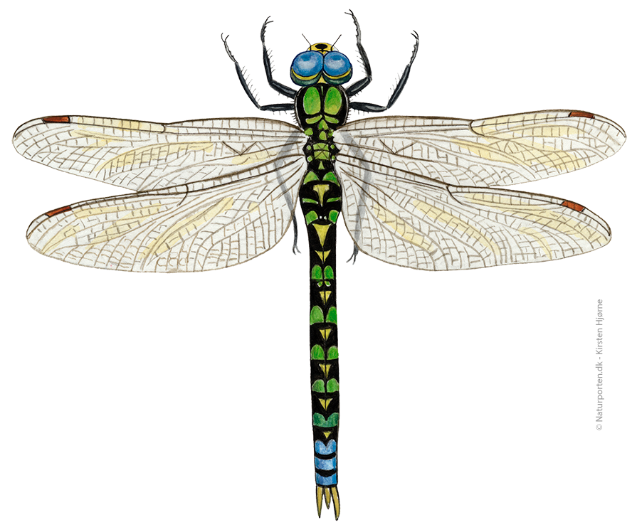 Blå mosaikguldsmed © Naturporten - Kirsten Hjørne