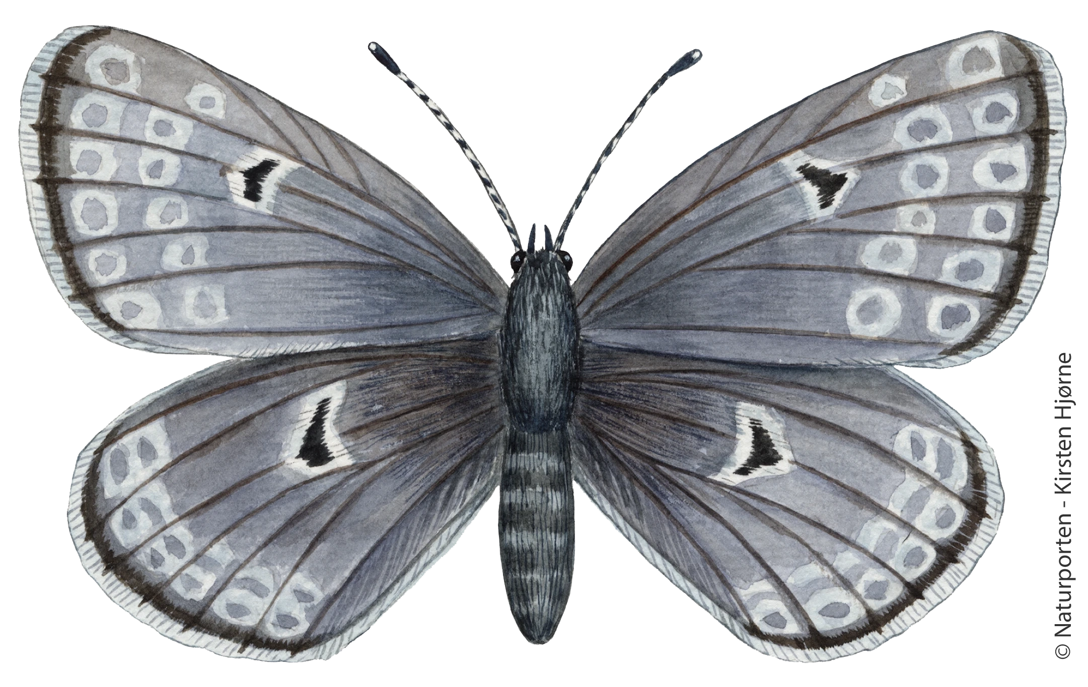 Blåfugl © Naturporten - Kirsten Hjørne