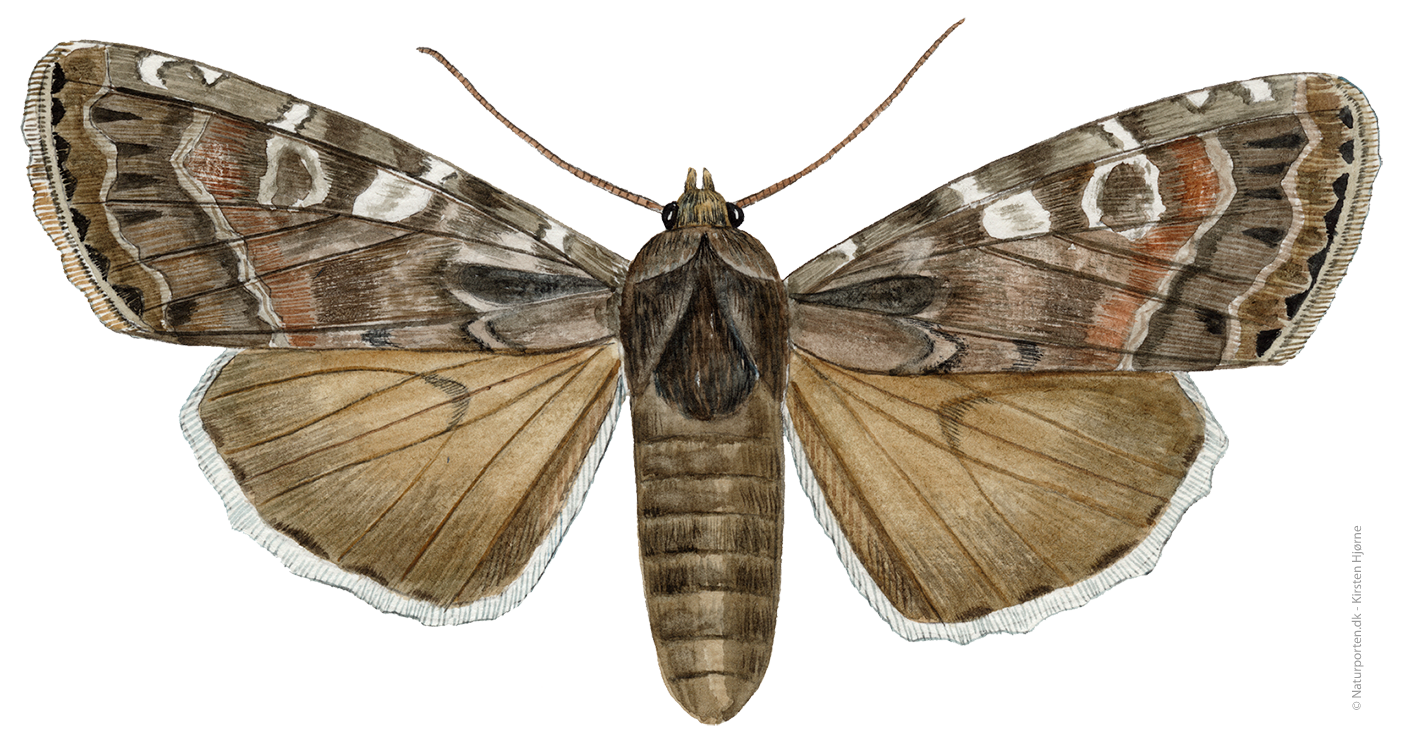 Blågrå jordugle © Naturporten - Kirsten Hjørne