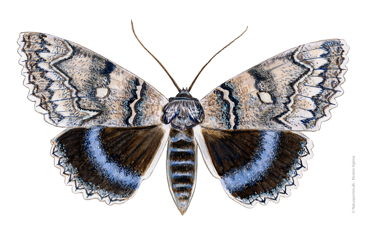 Blåt ordensbånd © Naturporten - Kirsten Hjørne