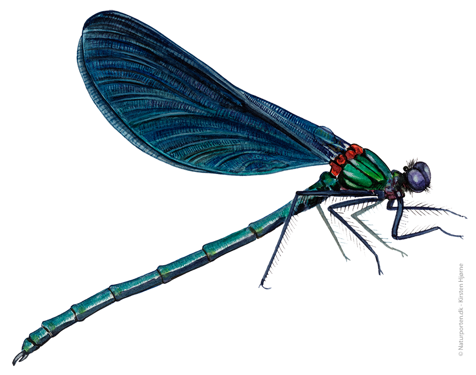 Blåvinget pragtvandnymfe © Naturporten - Kirsten Hjørne