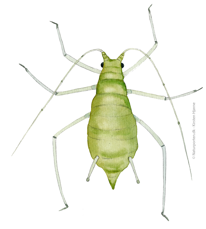 Bladlus © Naturporten - Kirsten Hjørne