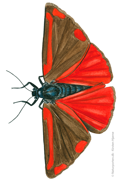 Blodplet  © Naturporten - Kirsten Hjørne