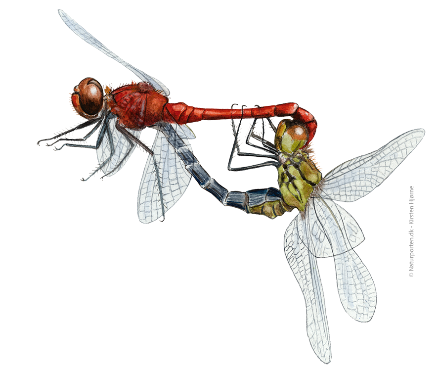 Blodrød hedelibel parring © Kirsten Hjørne