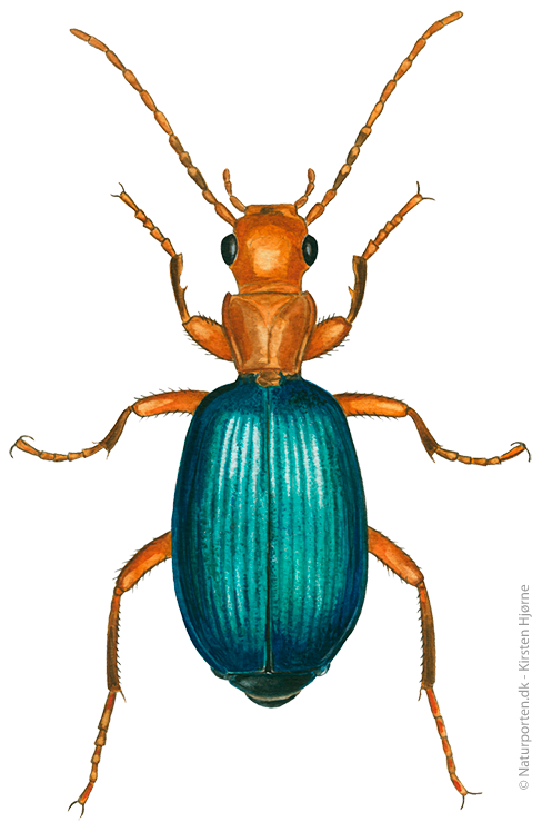 Bombarderbille © Naturporten - Kirsten Hjørne