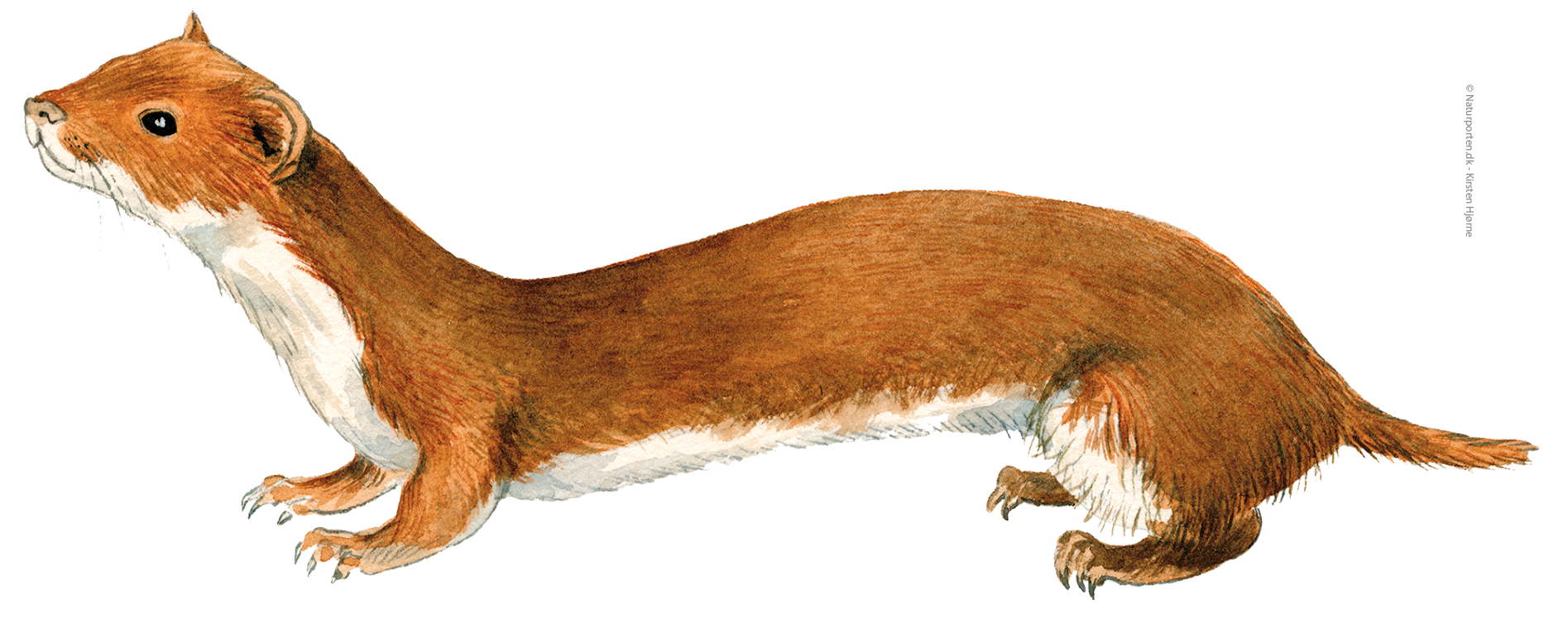Brud © Naturporten - Kirsten Hjørne