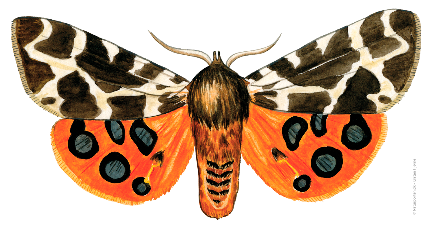 Brun bjørnespinder  © Naturporten - Kirsten Hjørne