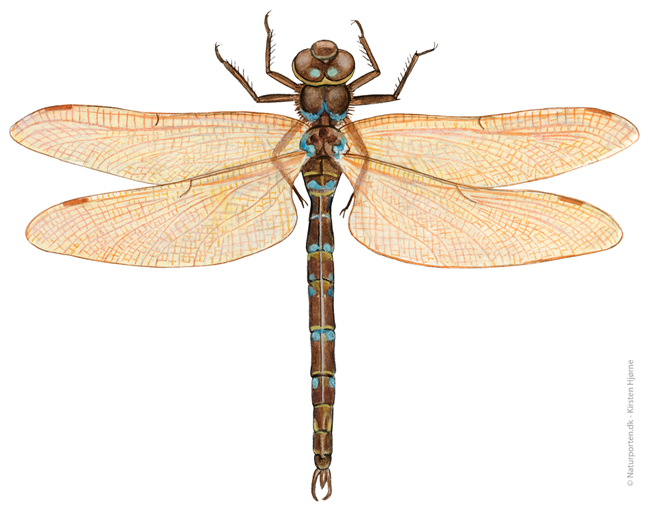 Brun mosaikguldsmed  © Naturporten - Kirsten Hjørne