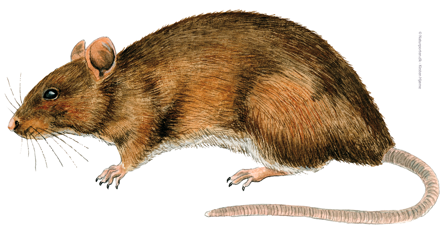 Brun rotte © Naturporten - Kirsten Hjørne
