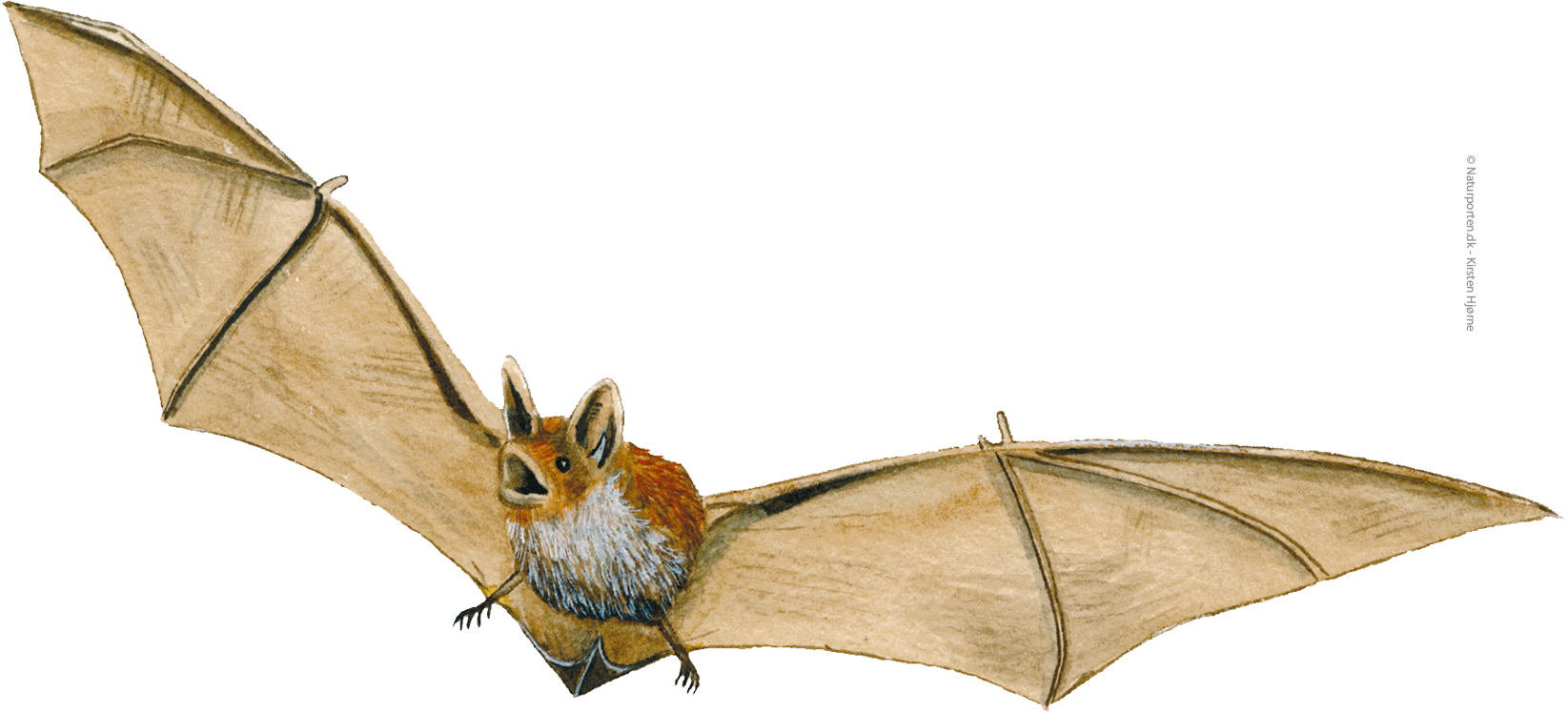 Brunflagermus © Naturporten - Kirsten Hjørne